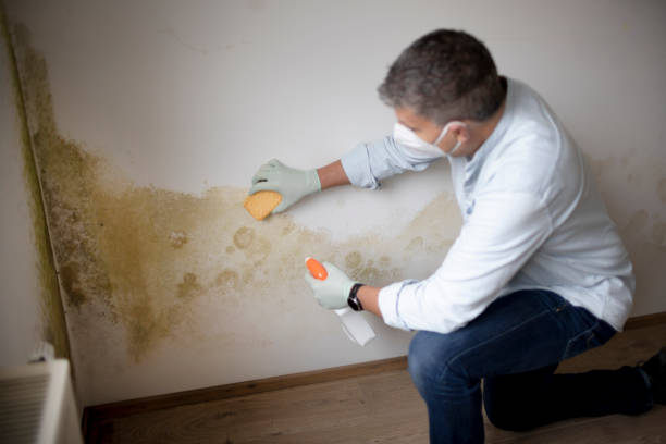 Best Real Estate Mold Inspection  in Harvey, IL